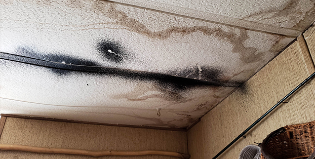 Mold Removal Property Restoration Solutions